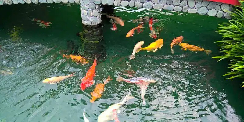  than hoạt tính trong lọc nước bể cá