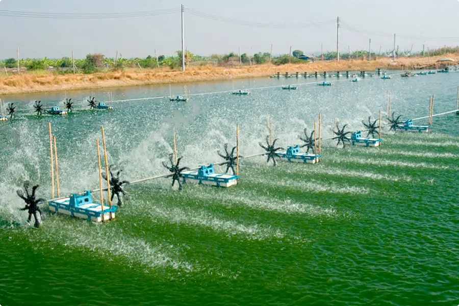 Xử Lý Nước Thải Nuôi Tôm: Giải Pháp Hiệu Quả Cho Ngành Thủy Sản 2026 2 image 2