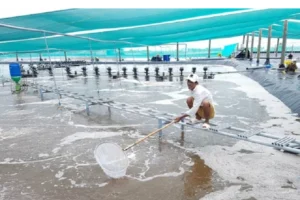 tac hai cua nuoc thai ao nuoi tom