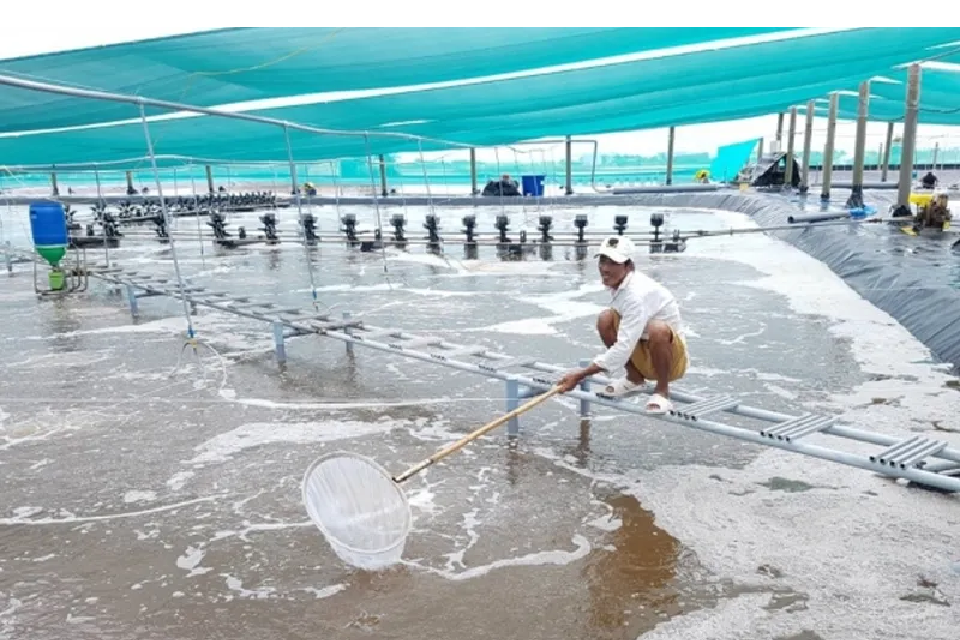 Xử Lý Nước Thải Nuôi Tôm: Giải Pháp Hiệu Quả Cho Ngành Thủy Sản 2026 5 tac hai cua nuoc thai ao nuoi tom