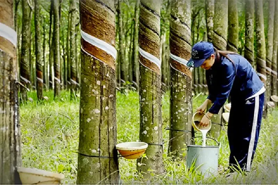 Xử Lý Nước Thải Cao Su: Giải Pháp Hiệu Quả Cho Ngành Công Nghiệp 10 xu ly nuoc thai cao su