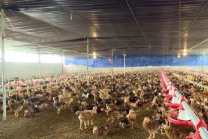 xu ly nuoc thai chan nuoi ga