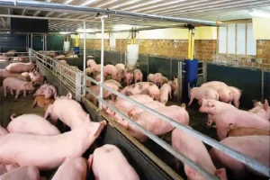 xu ly nuoc thai chan nuoi heo sau biogas